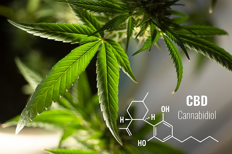 Le-cannabis-a-cannabidiol-CBD-conference